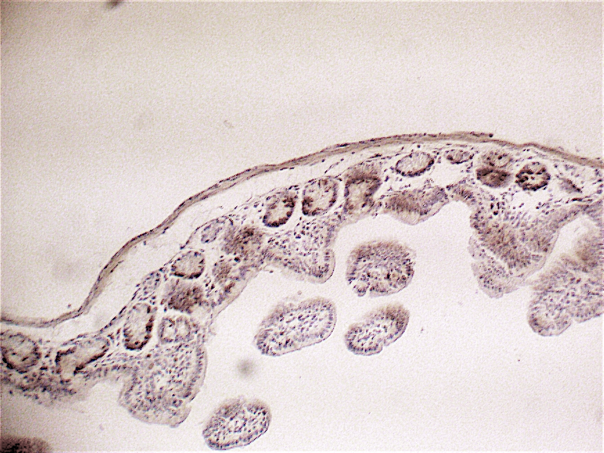 Figure 3: Immunolabeling of mouse small intestine with the X1545K.1 kit showing BrdU positive cells in the proliferating compartment of the crypts (high magnification)